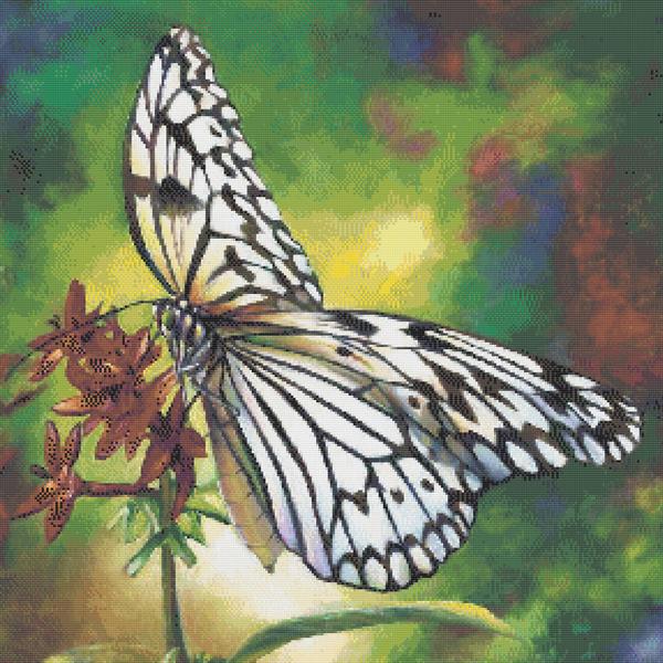 Tree Nymph Butterfly