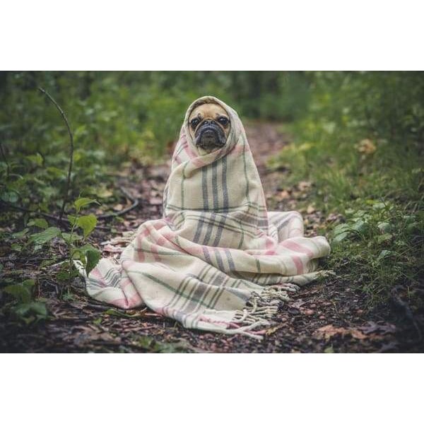 Pug In The Park