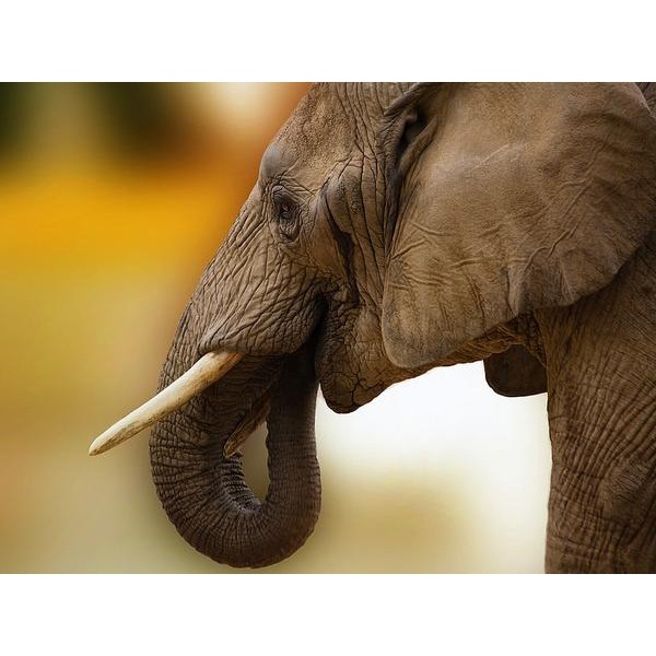 Botswana Ivory