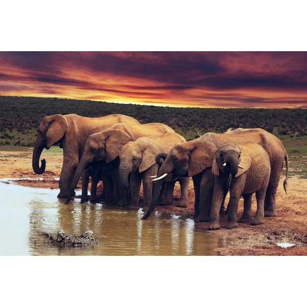 Watering Hole