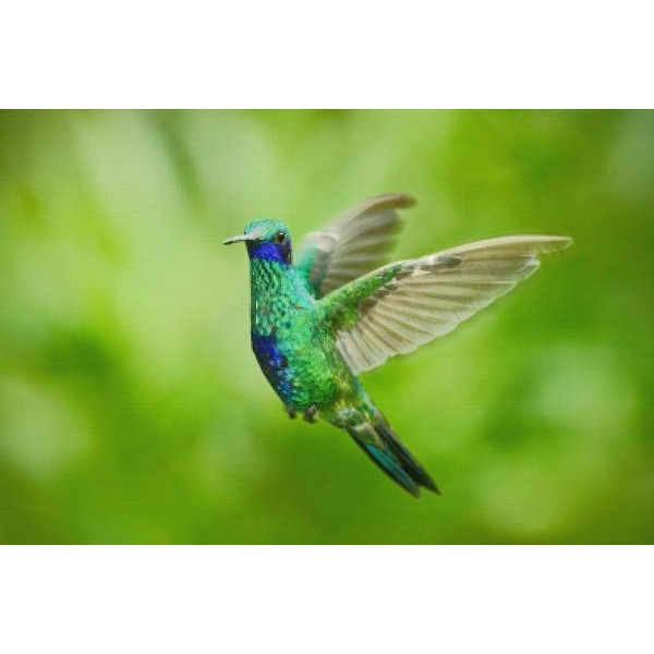 Green Violet Hummingbird