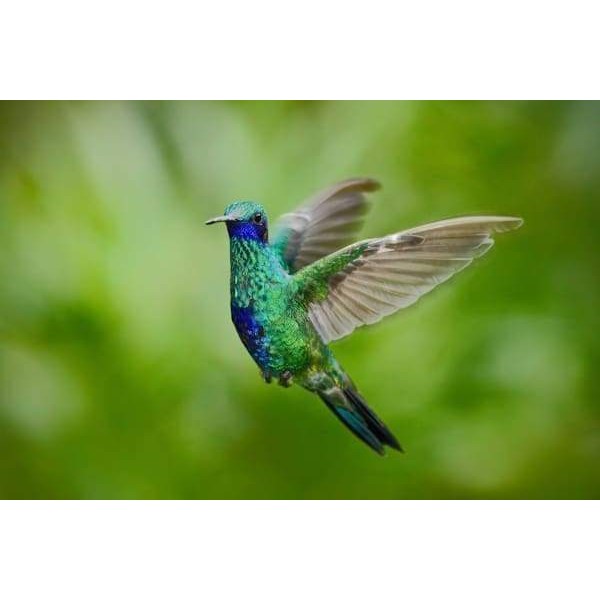Green Violet Hummingbird
