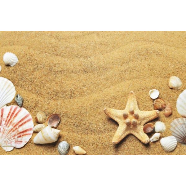 Seashells On The Beach