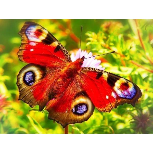 Painted Peacock Butterfly