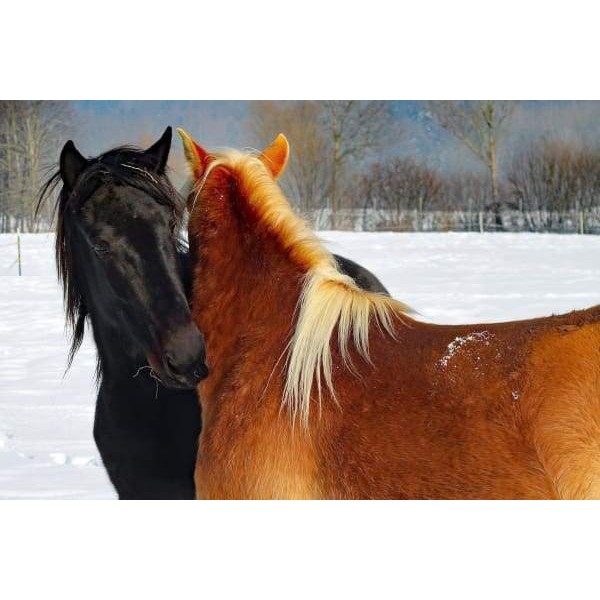Equestrian Love