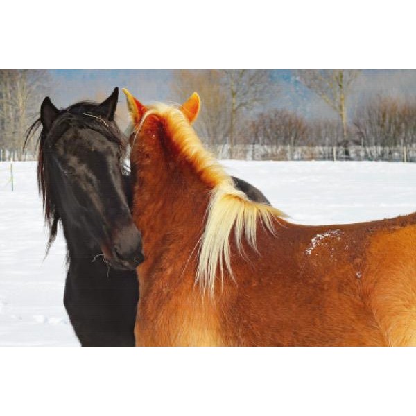 Equestrian Love