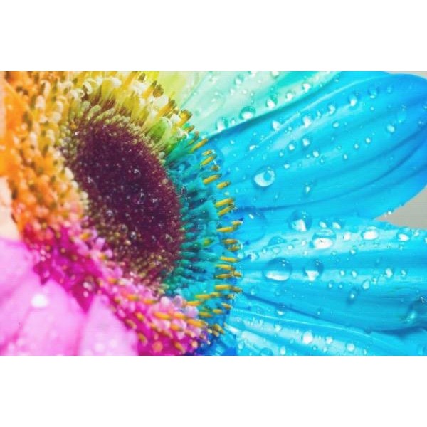 Rainbow Sunflower