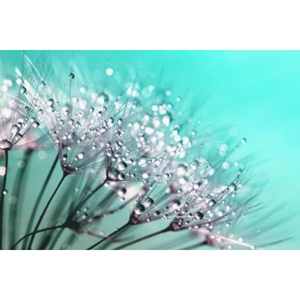 Drops On A Dandelion