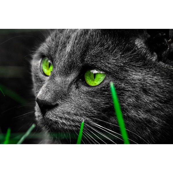 Emerald Eyes