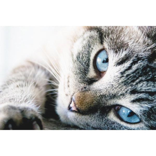 Tabby Baby Blues