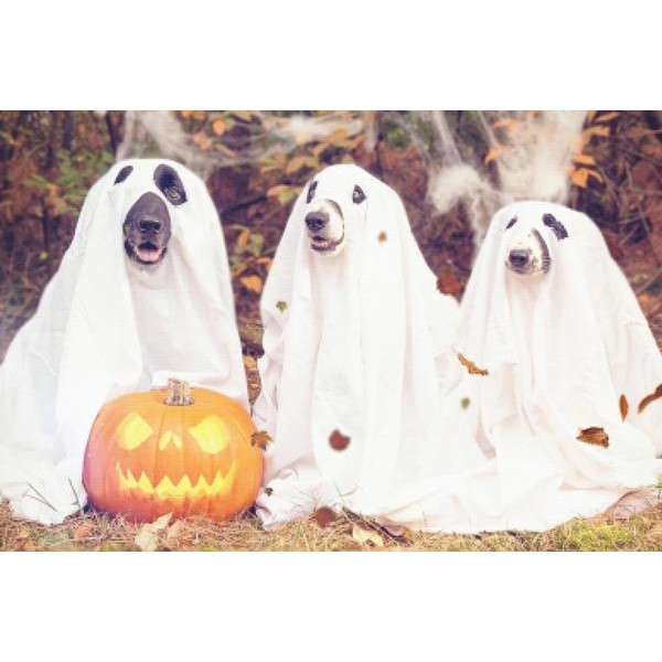 Ghost Doggies