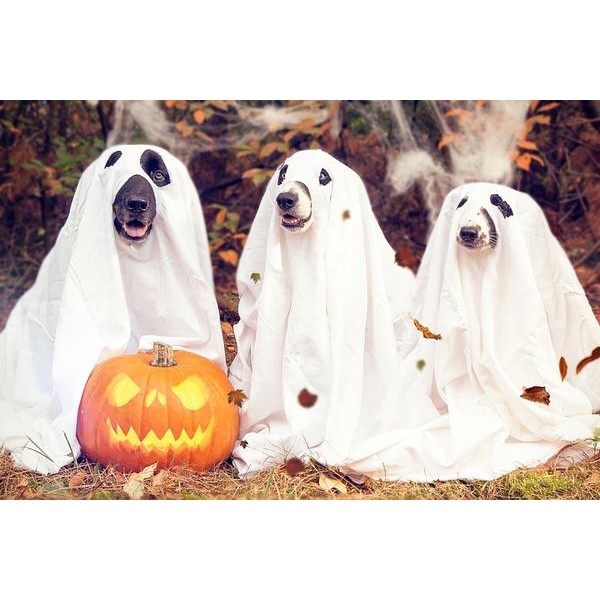 Ghost Doggies