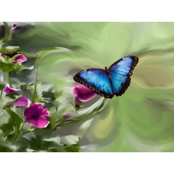 Royal Blue Butterfly