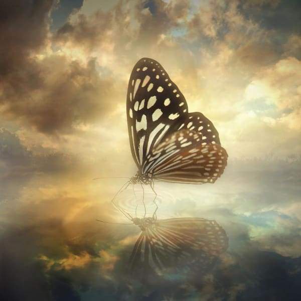 Reflective Butterfly
