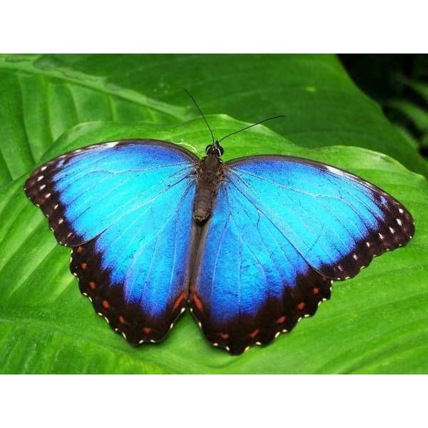 Azure Butterfly Wings