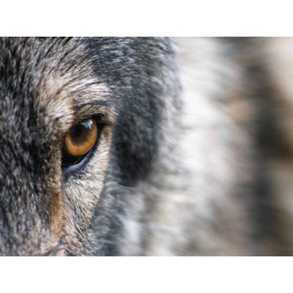 Wolf Eye