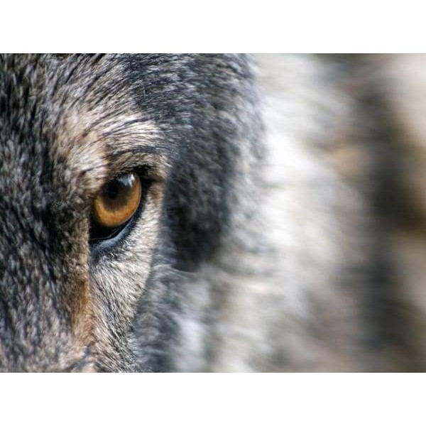 Wolf Eye