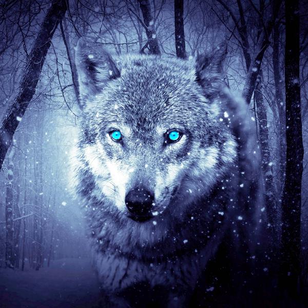 Arctic Snow Wolf