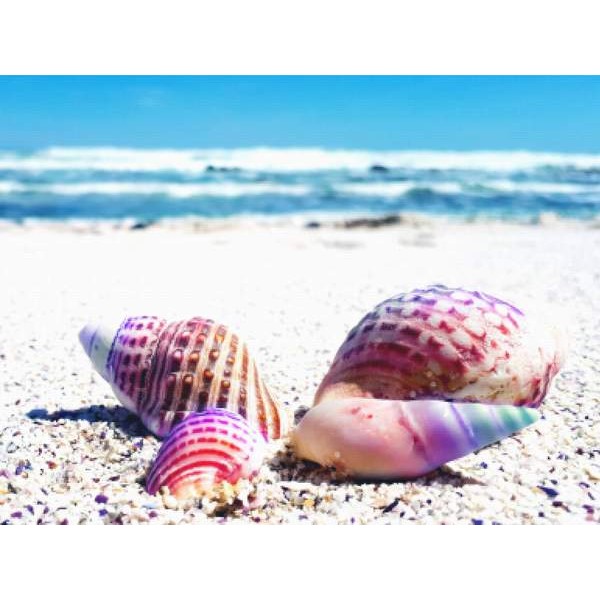 Rainbow Seashells