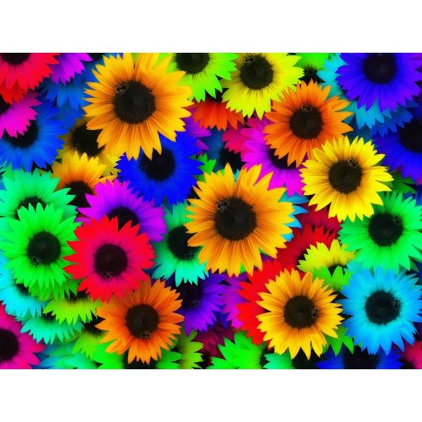 Rainbow Sea Of Sunflowers