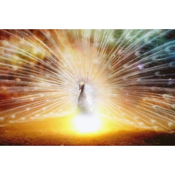 Peacock Illumination