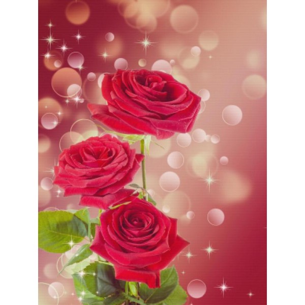 Beautiful Burgandy Rose