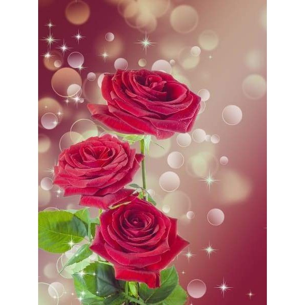 Beautiful Burgandy Rose