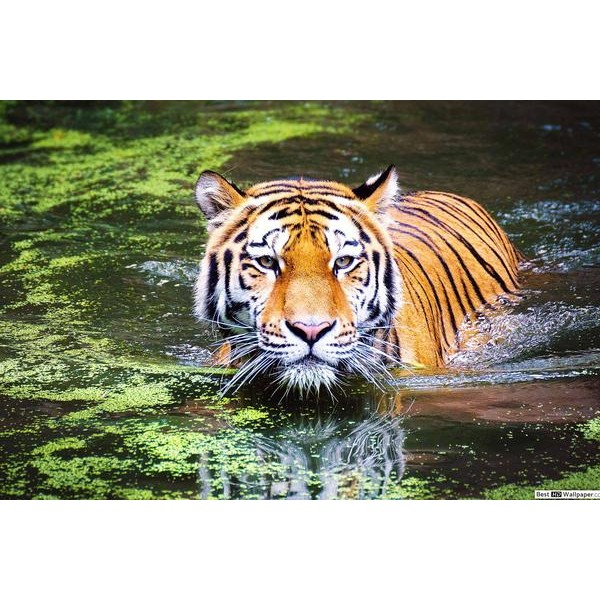 Tiger Swim