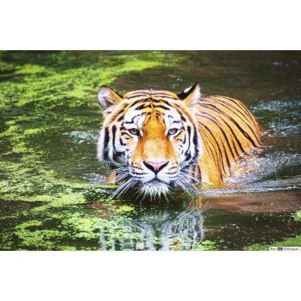 Tiger Swim