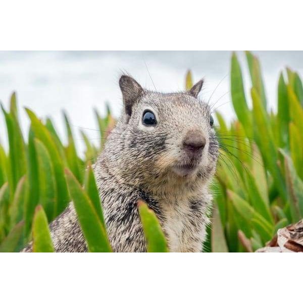 Surprised Squirrel