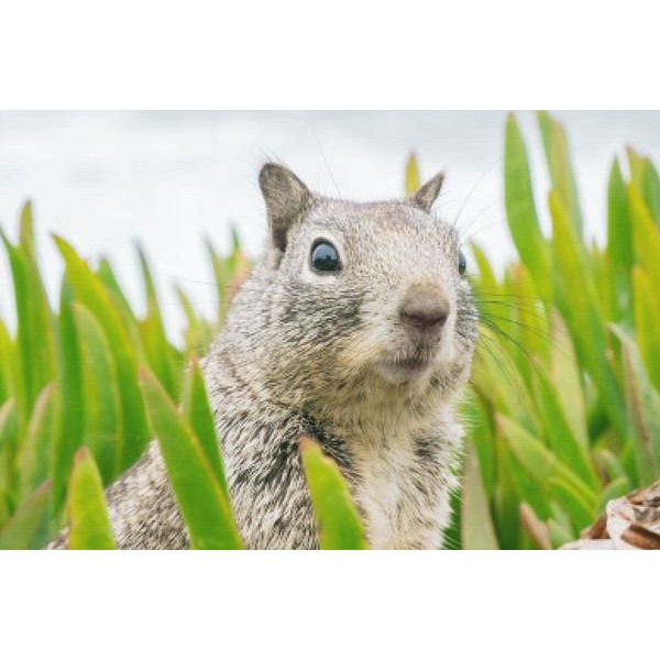 Surprised Squirrel