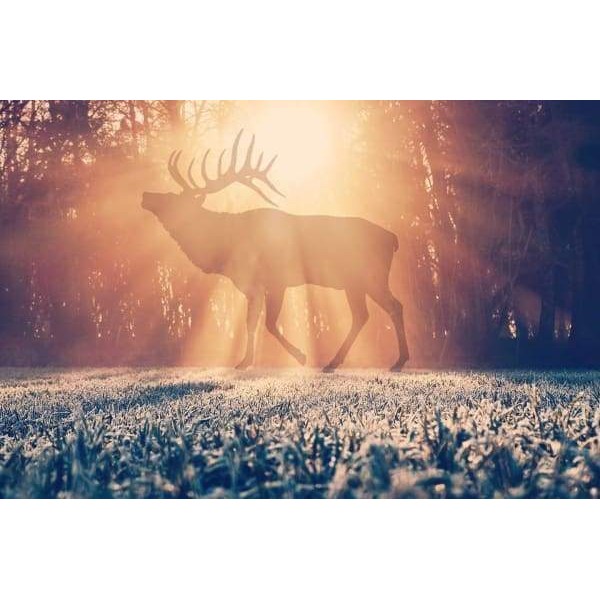 Deer In The Sunlight