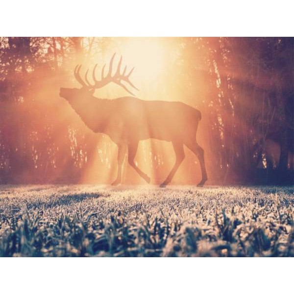 Deer In The Sunlight