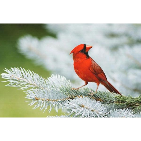 Curious Red Cardinal