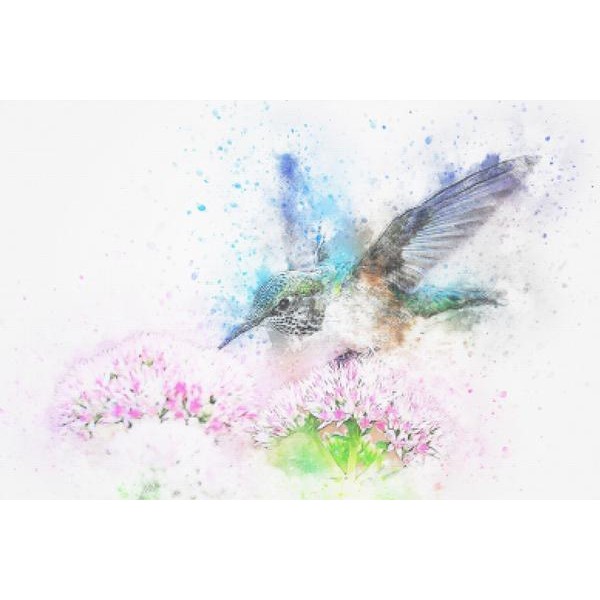 Hummingbird Watercolor