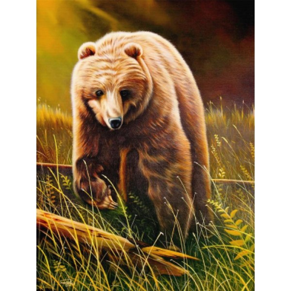 Brown Bear