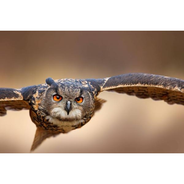 Fierce Owl Eyes