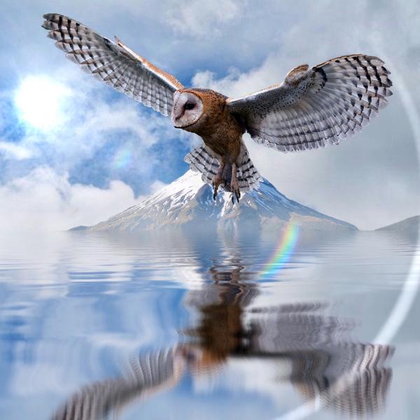 Reflections Of The Owl