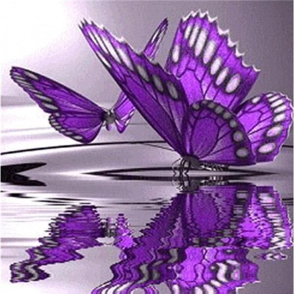 Butterfly Reflections - Ships From US
