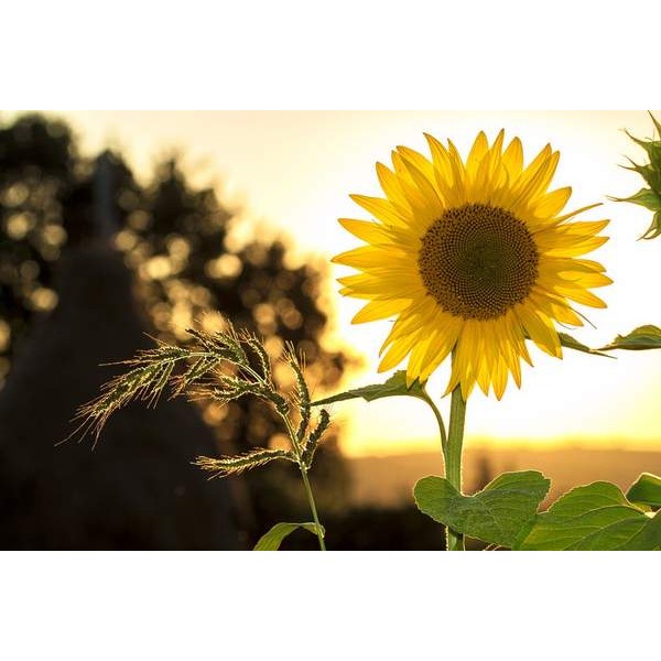 Sunflower At Sunset