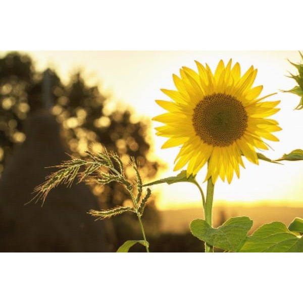 Sunflower At Sunset