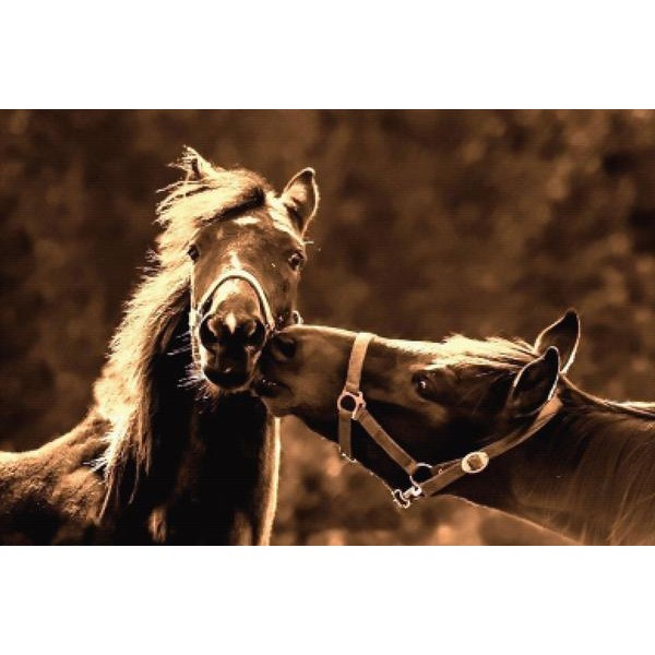 Innocent Horse Romance