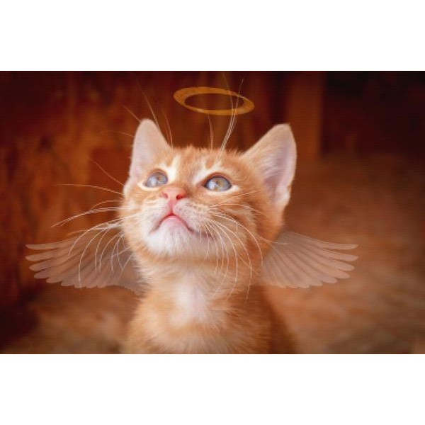 Angel Kitty