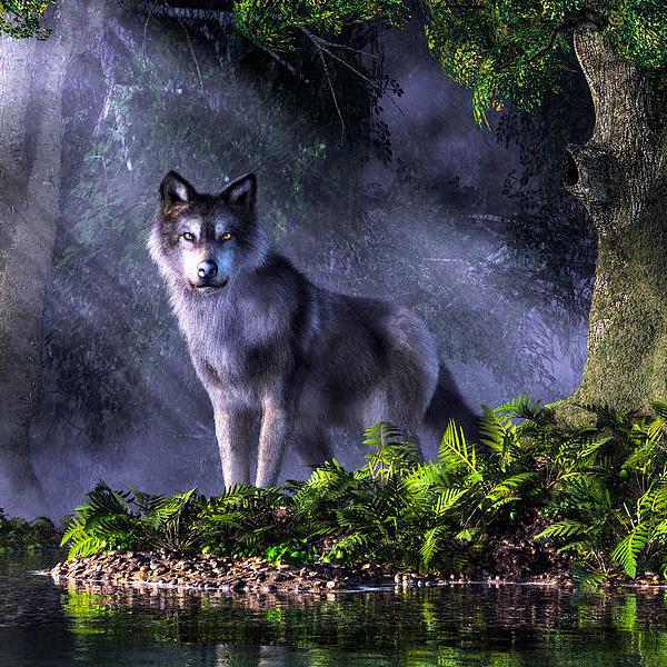 Wolf In The Forest