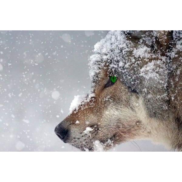 Green Eye Wolf Predator