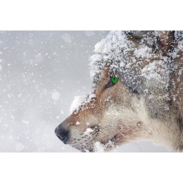 Green Eye Wolf Predator