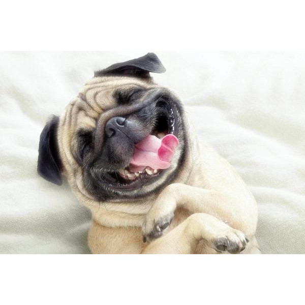 Hysterical Pug