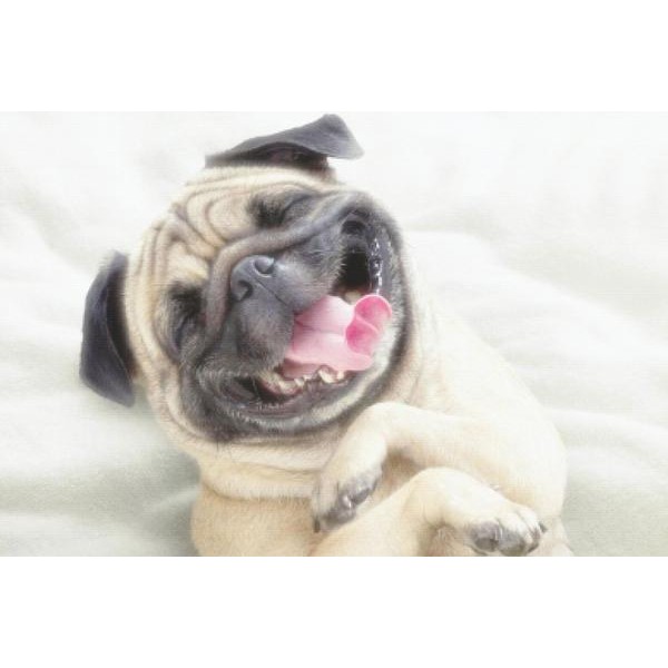 Hysterical Pug