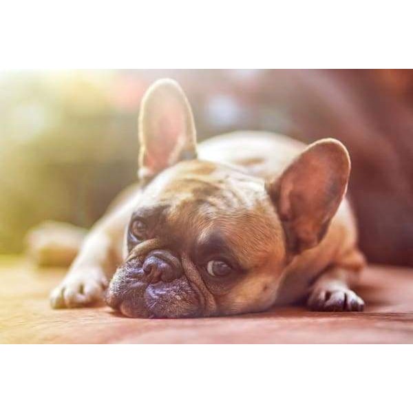 Lazy French Bulldog