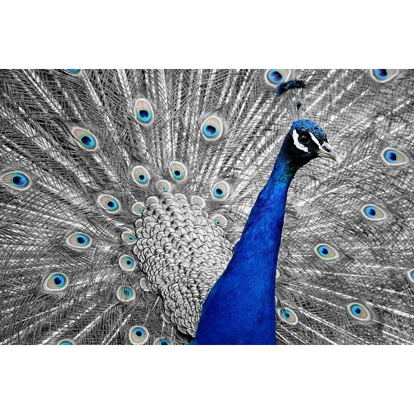 Monochromatic Peacock